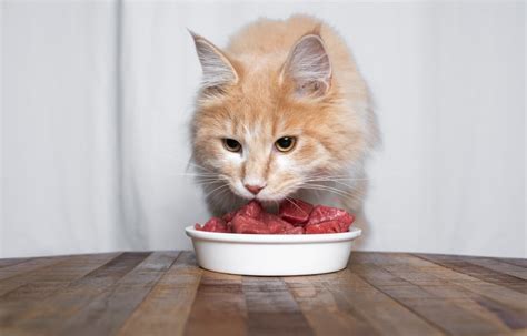 How Much Chicken to Feed a Cat: And Why Do Cats Dream of Electric Mice?