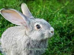 How to Feed Baby Bunny: A Comprehensive Guide to Nurturing Your Furry Friend and the Art of Balancing Life's Chaos