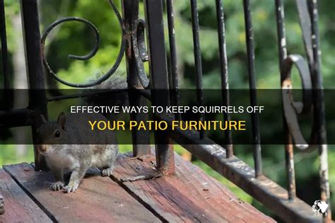 How to Keep Squirrels Off Patio Furniture: And Why They Might Be Planning a Picnic