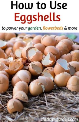 How to Use Egg Shells as Fertilizer: A Cracked Idea for Your Garden