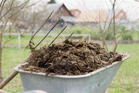 Is Cow Manure Good Fertilizer and Can It Make Your Garden Smell Like a Farm?