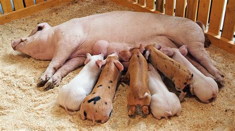 What to Feed a Baby Pig: Exploring the Culinary Adventures of Porcine Palates