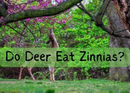 What to Feed Deer: Exploring the Culinary Preferences of Forest Dwellers and the Art of Balancing Nutrition with Whimsy