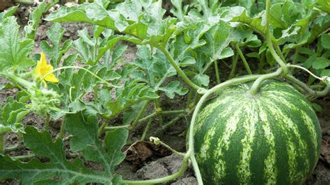 What to Feed Watermelon Plants: Exploring the Oddities of Plant Nutrition and Cosmic Connections