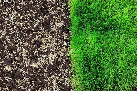 When to Put Down Starter Fertilizer After Overseeding: A Comprehensive Guide to Lawn Care and Beyond