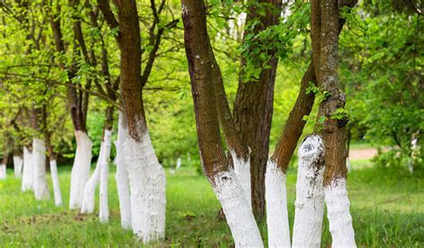 Why Do People Paint the Bottom of Trees White and What Does It Have to Do with Moonlight?