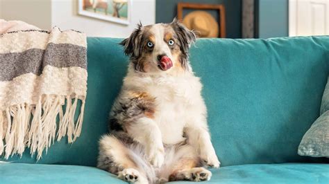 Why Does My Dog Lick the Furniture? And Why Does the Moon Sometimes Smell Like Cheese?